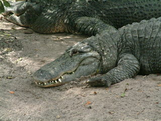 Filename=DSCF0072~1.JPG
Filesize=1143KiB
Dimensions=2048x1536
Date added=Sep 28, 2019 DSCF0072~1.JPG