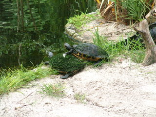 Filename=DSCF0073~1.JPG
Filesize=1185KiB
Dimensions=2048x1536
Date added=Sep 28, 2019 DSCF0073~1.JPG