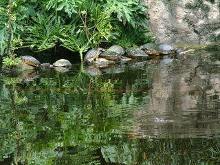 Filename=DSCF0074~1.JPG
Filesize=1167KiB
Dimensions=2048x1536
Date added=Sep 28, 2019 DSCF0074~1.JPG