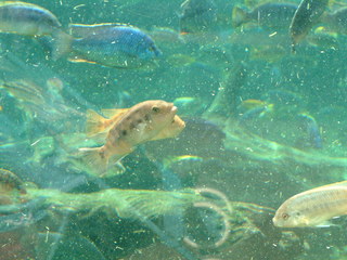 Filename=DSCF0076~1.JPG
Filesize=1183KiB
Dimensions=2048x1536
Date added=Sep 28, 2019 DSCF0076~1.JPG