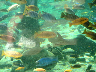 Filename=DSCF0077~1.JPG
Filesize=1180KiB
Dimensions=2048x1536
Date added=Sep 28, 2019 DSCF0077~1.JPG