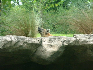 Filename=DSCF0080~1.JPG
Filesize=1152KiB
Dimensions=2048x1536
Date added=Sep 28, 2019 DSCF0080~1.JPG