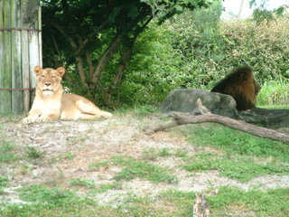 Filename=DSCF0082~1.JPG
Filesize=1194KiB
Dimensions=2048x1536
Date added=Sep 28, 2019 DSCF0082~1.JPG