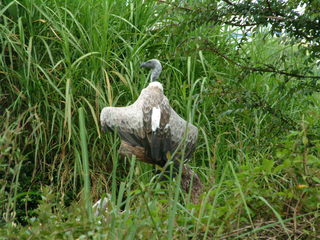 Filename=DSCF0087~1.JPG
Filesize=1157KiB
Dimensions=2048x1536
Date added=Sep 28, 2019 DSCF0087~1.JPG