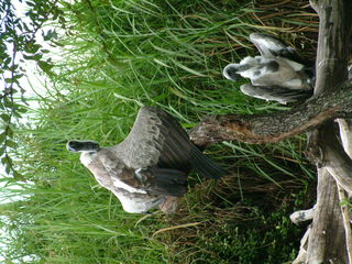 Filename=DSCF0088~1.JPG
Filesize=1164KiB
Dimensions=2048x1536
Date added=Sep 28, 2019 DSCF0088~1.JPG