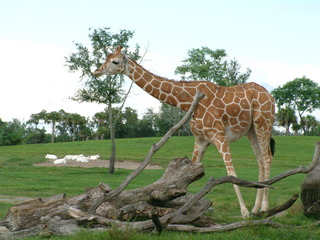 Filename=DSCF0089~1.JPG
Filesize=1350KiB
Dimensions=2048x1536
Date added=Sep 28, 2019 DSCF0089~1.JPG