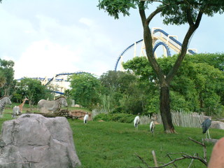 Filename=DSCF0091~0.JPG
Filesize=1262KiB
Dimensions=2048x1536
Date added=Sep 28, 2019 DSCF0091~0.JPG