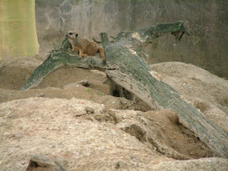 Filename=DSCF0093~0.JPG
Filesize=1161KiB
Dimensions=2048x1536
Date added=Sep 28, 2019 DSCF0093~0.JPG