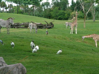 Filename=DSCF0096~0.JPG
Filesize=1125KiB
Dimensions=2048x1536
Date added=Sep 28, 2019 DSCF0096~0.JPG