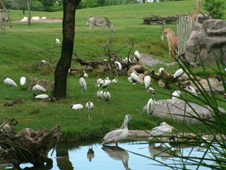 Filename=DSCF0097~0.JPG
Filesize=1146KiB
Dimensions=2048x1536
Date added=Sep 28, 2019 DSCF0097~0.JPG