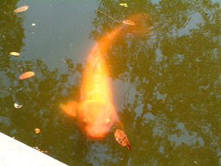 Filename=DSCF2135.JPG
Filesize=1245KiB
Dimensions=2048x1536
Date added=Sep 28, 2019 DSCF2135.JPG