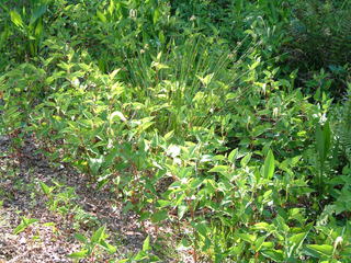 Filename=DSCF2151.JPG
Filesize=1251KiB
Dimensions=2048x1536
Date added=Sep 28, 2019 DSCF2151.JPG