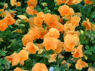 Filename=DSCF2159.JPG
Filesize=1243KiB
Dimensions=2048x1536
Date added=Sep 28, 2019 DSCF2159.JPG