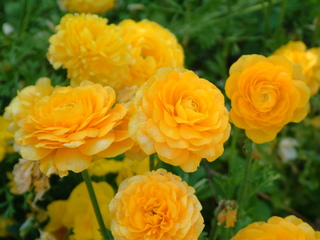 Filename=DSCF2164.JPG
Filesize=1227KiB
Dimensions=2048x1536
Date added=Sep 28, 2019 DSCF2164.JPG