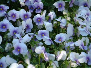 Filename=DSCF2168.JPG
Filesize=1247KiB
Dimensions=2048x1536
Date added=Sep 28, 2019 DSCF2168.JPG