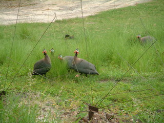 Filename=DSCF2276.JPG
Filesize=1227KiB
Dimensions=2048x1536
Date added=Sep 28, 2019 DSCF2276.JPG