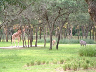 Filename=DSCF2286.JPG
Filesize=1234KiB
Dimensions=2048x1536
Date added=Sep 28, 2019 DSCF2286.JPG