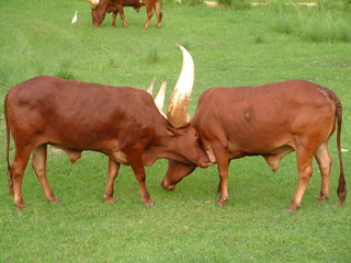 Filename=DSCF2299.JPG
Filesize=1220KiB
Dimensions=2048x1536
Date added=Sep 28, 2019 DSCF2299.JPG