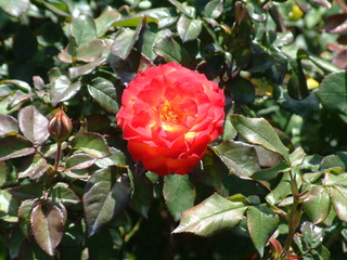 Filename=DSCF2885.JPG
Filesize=1244KiB
Dimensions=2048x1536
Date added=Sep 28, 2019 DSCF2885.JPG