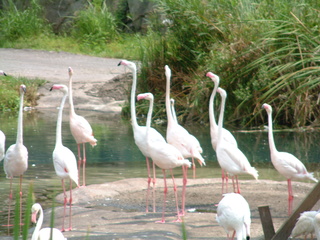 Filename=DSCF2969.JPG
Filesize=1256KiB
Dimensions=2048x1536
Date added=Sep 27, 2019 DSCF2969.JPG