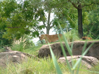 Filename=DSCF2972.JPG
Filesize=1239KiB
Dimensions=2048x1536
Date added=Sep 27, 2019 DSCF2972.JPG