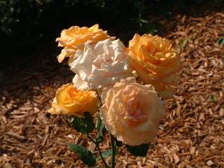 Filename=DSCF3073.JPG
Filesize=1248KiB
Dimensions=2048x1536
Date added=Sep 27, 2019 DSCF3073.JPG