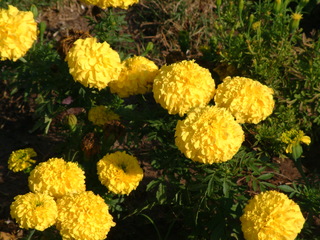 Filename=DSCF3090.JPG
Filesize=1251KiB
Dimensions=2048x1536
Date added=Sep 27, 2019 DSCF3090.JPG