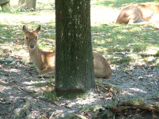 Filename=DSCF3109.JPG
Filesize=1251KiB
Dimensions=2048x1536
Date added=Sep 27, 2019 DSCF3109.JPG