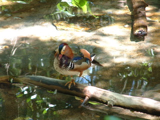 Filename=DSCF3114.JPG
Filesize=1256KiB
Dimensions=2048x1536
Date added=Sep 27, 2019 DSCF3114.JPG