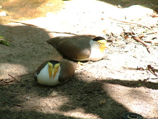 Filename=DSCF3119.JPG
Filesize=1366KiB
Dimensions=2048x1536
Date added=Sep 27, 2019 DSCF3119.JPG