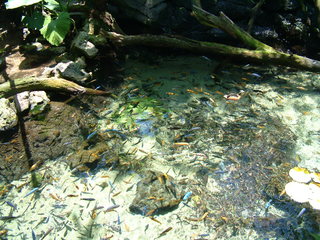 Filename=DSCF3131.JPG
Filesize=1230KiB
Dimensions=2048x1536
Date added=Sep 27, 2019 DSCF3131.JPG