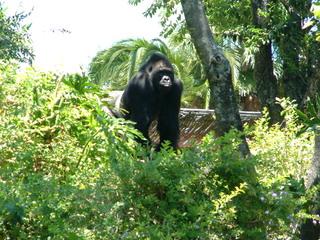 Filename=DSCF3145.JPG
Filesize=1430KiB
Dimensions=2048x1536
Date added=Sep 27, 2019 DSCF3145.JPG