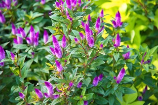 Filename=DSC_6623.jpg
Filesize=11810KiB
Dimensions=7360x4912
Date added=Sep 27, 2019 DSC_6623.jpg