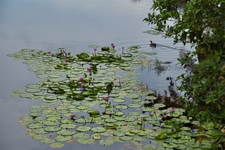 Filename=DSC_6832.jpg
Filesize=8514KiB
Dimensions=7360x4912
Date added=Sep 27, 2019 DSC_6832.jpg