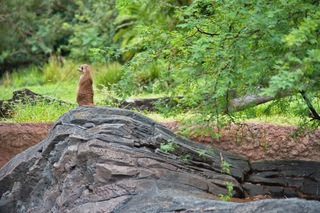 Filename=DSC_6876.jpg
Filesize=9064KiB
Dimensions=7360x4912
Date added=Sep 27, 2019 DSC_6876.jpg