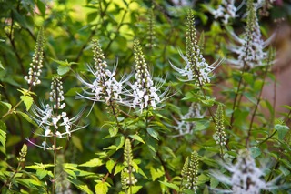 Filename=DSC_7242.jpg
Filesize=5574KiB
Dimensions=7360x4912
Date added=Sep 27, 2019 DSC_7242.jpg