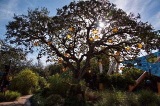 Filename=DSC_7338.jpg
Filesize=14516KiB
Dimensions=7360x4912
Date added=Sep 27, 2019 DSC_7338.jpg