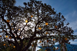 Filename=DSC_7341.jpg
Filesize=12714KiB
Dimensions=7360x4912
Date added=Sep 27, 2019 DSC_7341.jpg