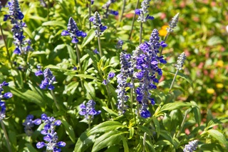 Filename=DSC_7342.jpg
Filesize=5252KiB
Dimensions=7360x4912
Date added=Sep 27, 2019 DSC_7342.jpg