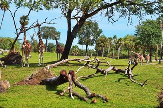 Filename=DSC_7345.jpg
Filesize=16819KiB
Dimensions=7360x4912
Date added=Sep 27, 2019 DSC_7345.jpg