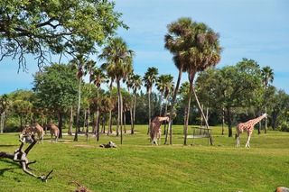 Filename=DSC_7346.jpg
Filesize=16424KiB
Dimensions=7360x4912
Date added=Sep 27, 2019 DSC_7346.jpg