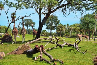 Filename=DSC_7347.jpg
Filesize=16285KiB
Dimensions=7360x4912
Date added=Sep 27, 2019 DSC_7347.jpg