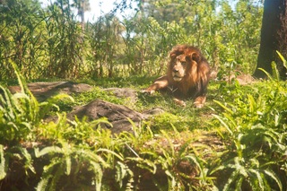 Filename=DSC_7353.jpg
Filesize=7936KiB
Dimensions=7360x4912
Date added=Sep 27, 2019 DSC_7353.jpg