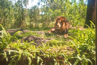 Filename=DSC_7354.jpg
Filesize=8074KiB
Dimensions=7360x4912
Date added=Sep 27, 2019 DSC_7354.jpg