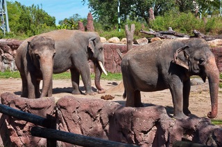 Filename=DSC_7362.jpg
Filesize=17117KiB
Dimensions=7360x4912
Date added=Sep 27, 2019 DSC_7362.jpg