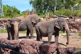 Filename=DSC_7364.jpg
Filesize=18707KiB
Dimensions=7360x4912
Date added=Sep 27, 2019 DSC_7364.jpg