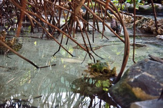 Filename=DSC_7382.jpg
Filesize=20917KiB
Dimensions=7360x4912
Date added=Sep 27, 2019 DSC_7382.jpg