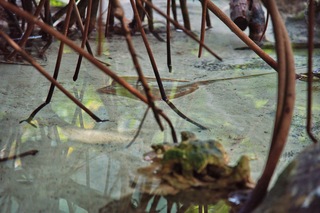 Filename=DSC_7383.jpg
Filesize=23540KiB
Dimensions=7360x4912
Date added=Sep 27, 2019 DSC_7383.jpg