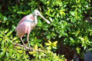 Filename=DSC_7392.jpg
Filesize=7874KiB
Dimensions=7360x4912
Date added=Sep 27, 2019 DSC_7392.jpg