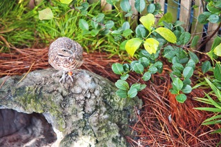 Filename=DSC_7395.jpg
Filesize=23660KiB
Dimensions=7360x4912
Date added=Sep 27, 2019 DSC_7395.jpg